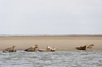 Zeebrugge, focas de observación de focas Tour con copa de champán - Housity