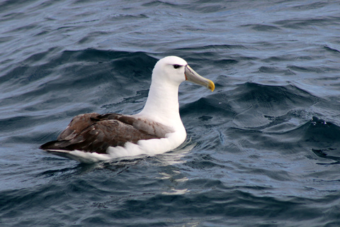 Philip Island: Dolphin and Whale Cruise