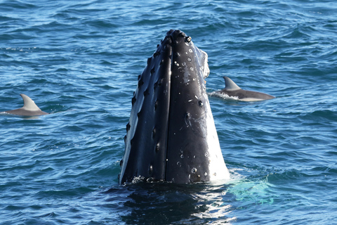 Philip Island: Dolphin and Whale Cruise