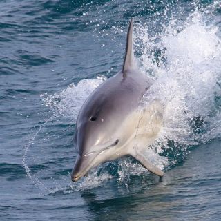 Philip Island: Dolphin and Whale Cruise