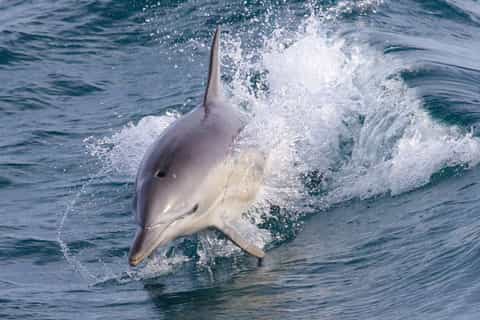 Dolphin and whale cruise Phillip Island