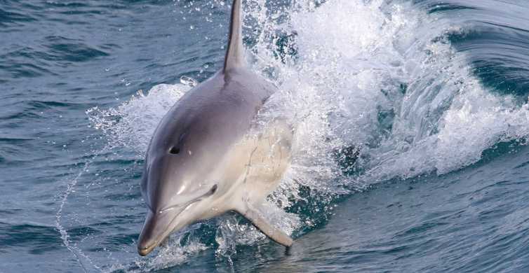 Philip Island Dolphin and Whale Cruise GetYourGuide