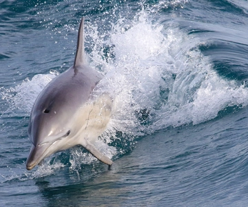 Philip Island: Crociera con delfini e balene