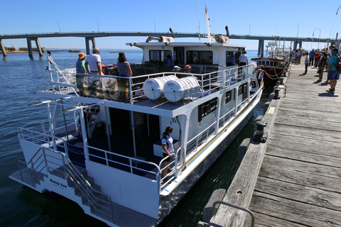 Philip Island: Dolphin and Whale Cruise