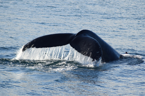 Philip Island: Delfin- und Wal-Kreuzfahrt