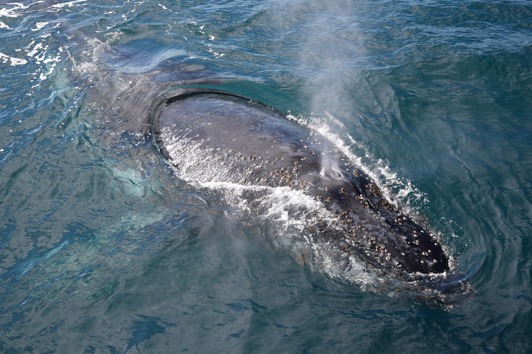 Philip Island: Dolphin and Whale Cruise