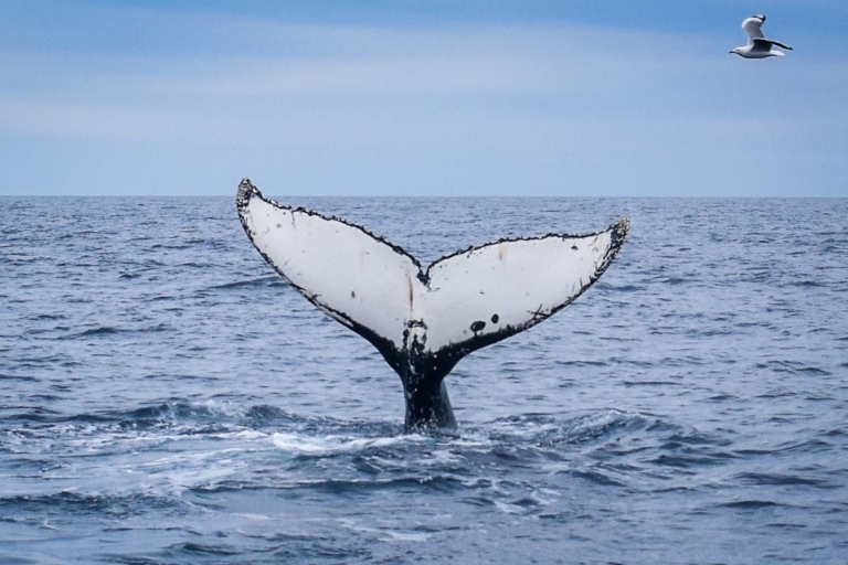 Wilsons Promontory: Rejs z obserwacją wielorybów z lunchem