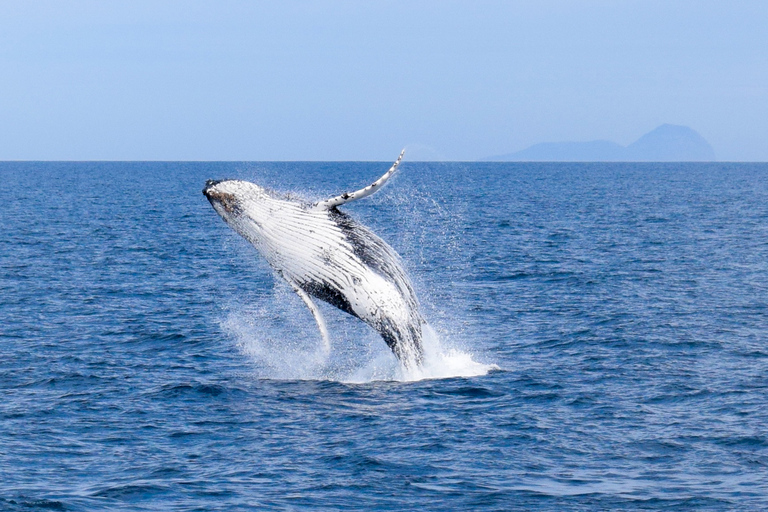 Promontorio de Wilson: crucero de avistamiento de ballenas con almuerzo