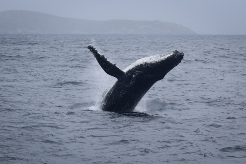 Wilsons Vorgebirge: Walbeobachtungskreuzfahrt mit Mittagessen