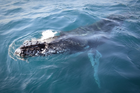 Promontorio de Wilson: crucero de avistamiento de ballenas con almuerzo
