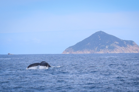 Wilsons Promontory: cruise om walvissen te spotten met lunch