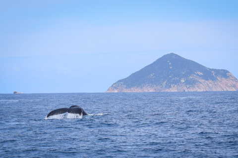 Promontorio de Wilson: crucero de avistamiento de ballenas con almuerzo