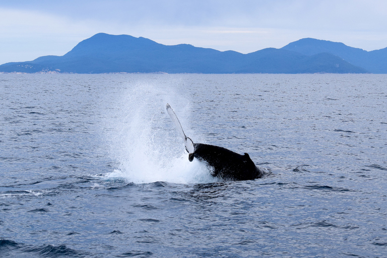 Wilsons promontory: Valskådningskryssning med lunchWilsons Promontory: Whale Spotting Cruise med lunch