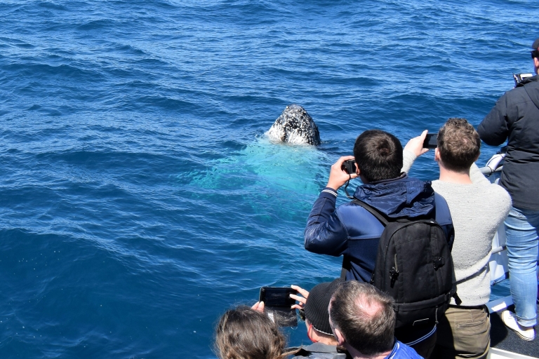 Wilsons Promontory: cruise om walvissen te spotten met lunch