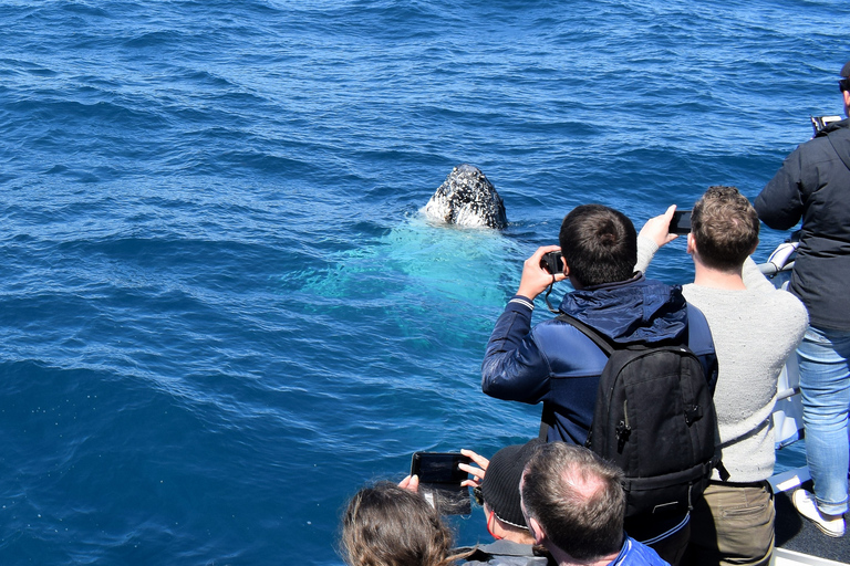 Promontorio de Wilson: crucero de avistamiento de ballenas con almuerzo