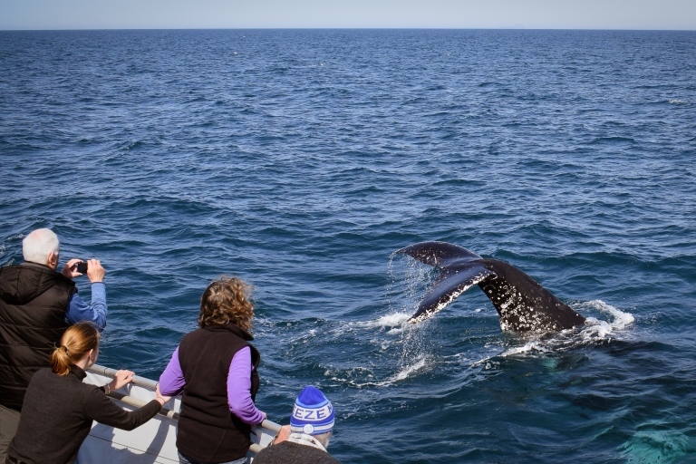 Promontoire de Wilsons: croisière d'observation des baleines avec déjeuner