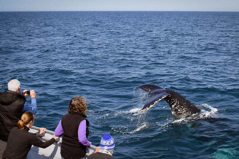 Wilsons Promontory: Whale Spotting Cruise with Lunch