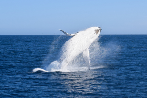 Wilsons Promontory: Whale Spotting Cruise with Lunch