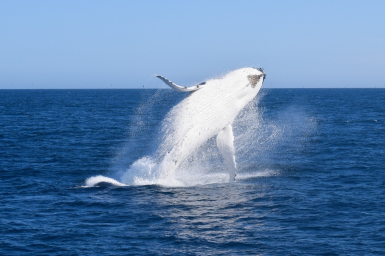 Promontoire de Wilsons: croisière d'observation des baleines avec déjeuner