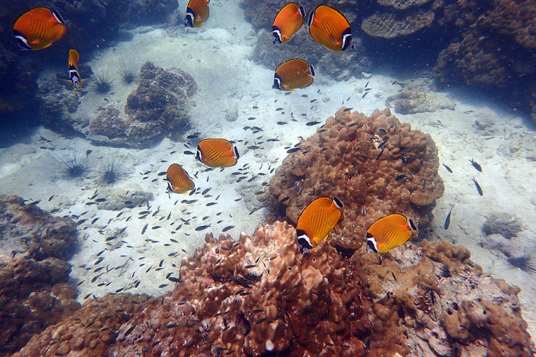 Mu Ko Ang Thong Park: Semi-private Sunset Cruise Tour