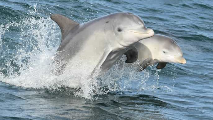 mandurah 1stündige kanalfahrt mit delfinen