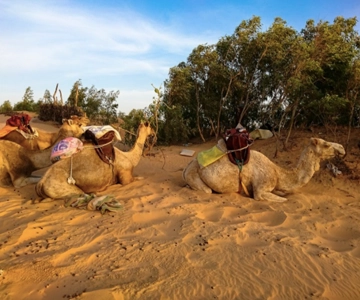 2 Day Trip: Pink Lake -> Night in Lompoul Desert -> St Louis