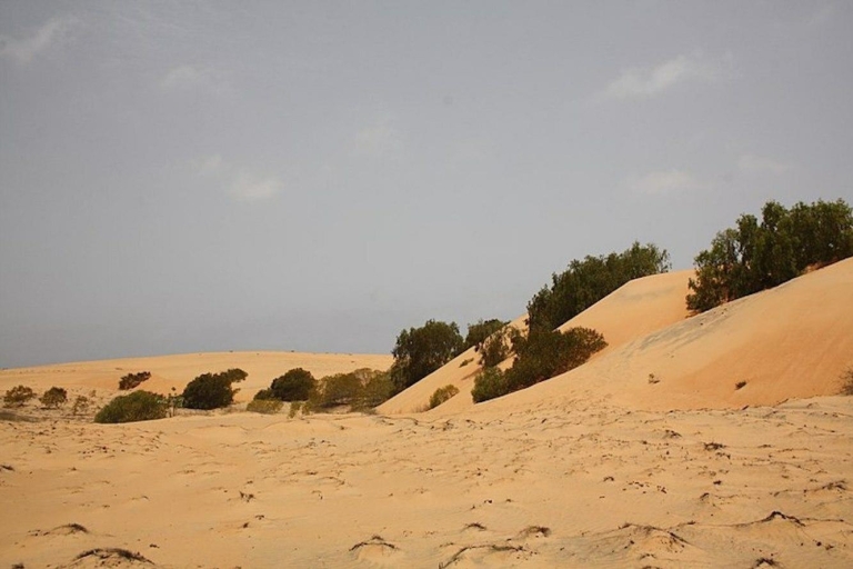 Z Saly: jednodniowa wycieczka na pustynię Lompoul z przejażdżką na wielbłądzie