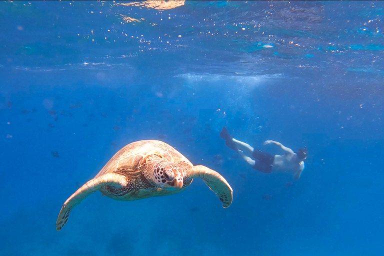 Honolulu: Snorkelen met schildpadden, waterscooter, paddleboardOahu: Snorkelen met schildpadden, waterscooter, paddleboard