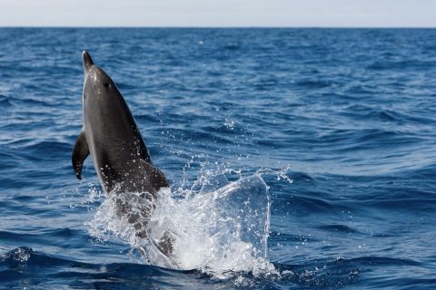 Cape May: 2-Hour Dolphin Watching Cruise