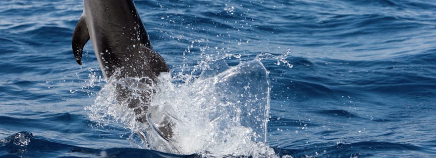 Cape May : Croisière de 2 heures pour l'observation des dauphins