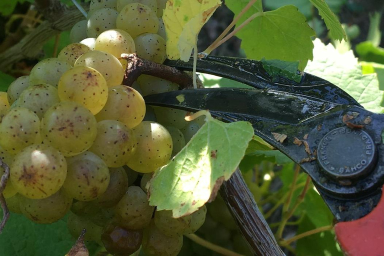 Château du Bois-Huaut: Wycieczka po piwnicach i klasa degustacji wina