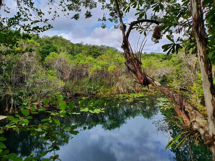 jungle near tulum