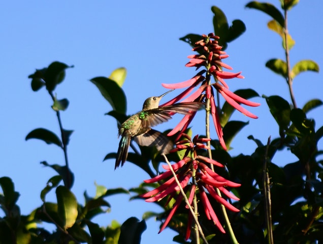 From Riviera Maya : Sian Ka'an Muyil Birdwatching with Guide