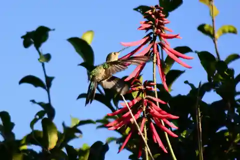 De Riviera Maya : Sian Ka'an Muyil Birdwatching avec guide