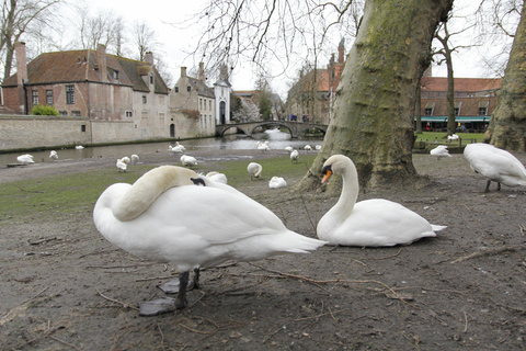 Bruges: tour della città interattivo privato a quizGiro in inglese