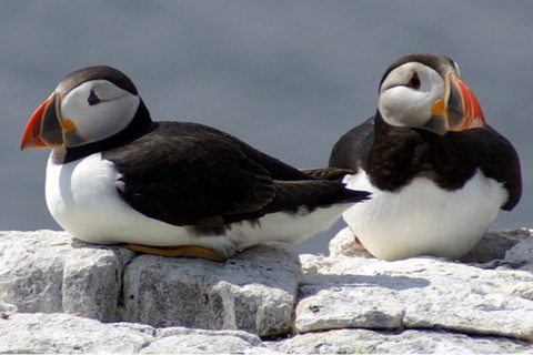 Seahouses: Longstone Lighthouse and Farne Islands Tour