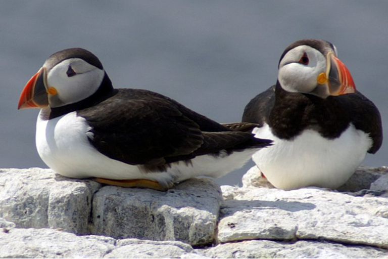 Seahouses: Longstone Lighthouse and Farne Islands Tour