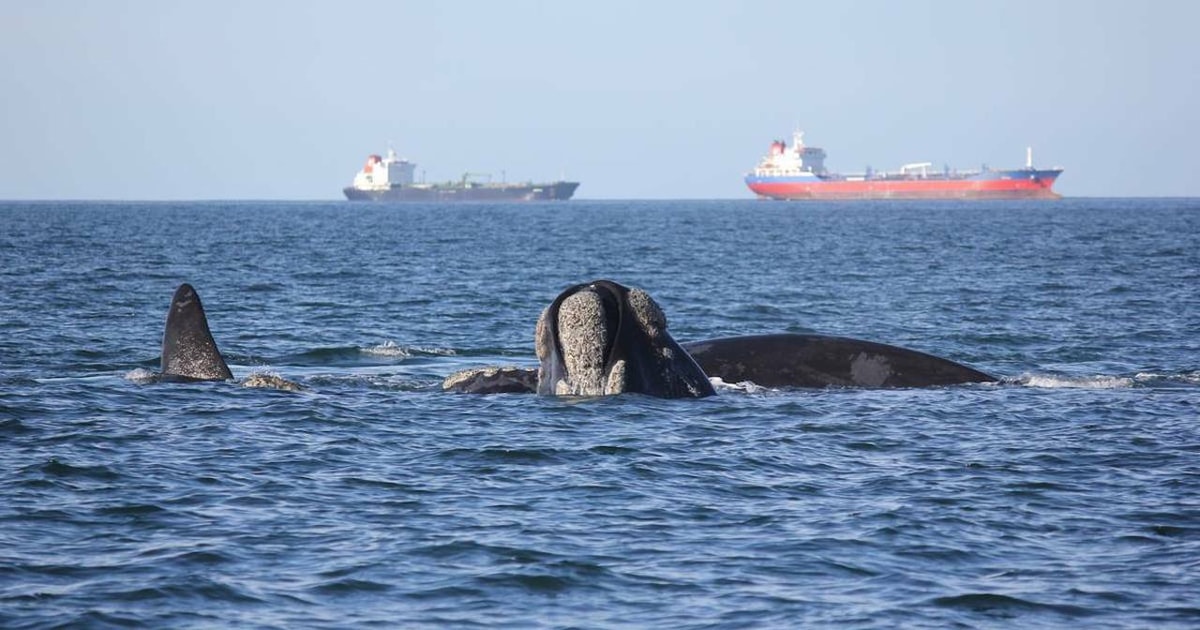Mossel Bay Whale Watching and Seal Island Boat Trip GetYourGuide