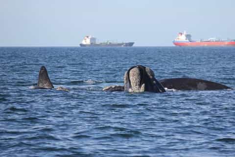 Mossel Bay: Whale Watching and Seal Island Boat Trip
