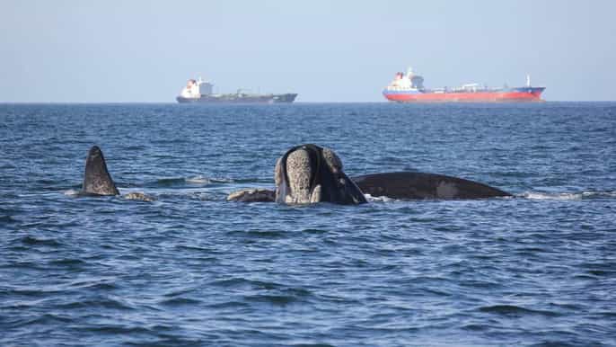 mossel bay observação de baleias e passeio de barco pela ilha seal