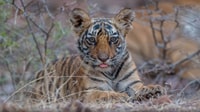 From Delhi, 4-Day Golden Triangle & Ranthambore Tiger Safari - Housity