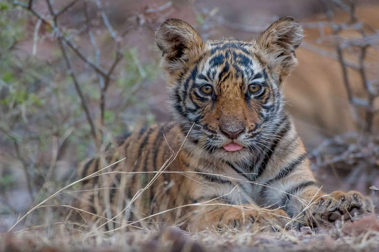 Från Delhi: 4-dagars Gyllene triangeln &amp; Ranthambore tigersafariTur med 4-stjärniga hotell