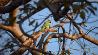From Delhi, 4-Day Golden Triangle & Ranthambore Tiger Safari - Housity