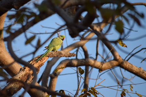 Från Delhi: 4-dagars Gyllene triangeln &amp; Ranthambore tigersafariTur med 4-stjärniga hotell