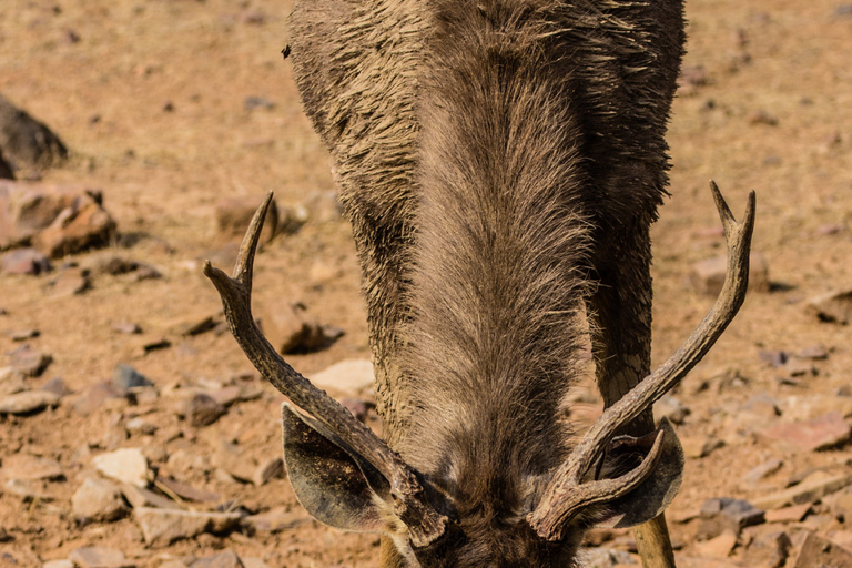 Från Delhi: 4-dagars Gyllene triangeln &amp; Ranthambore tigersafariTur med 4-stjärniga hotell