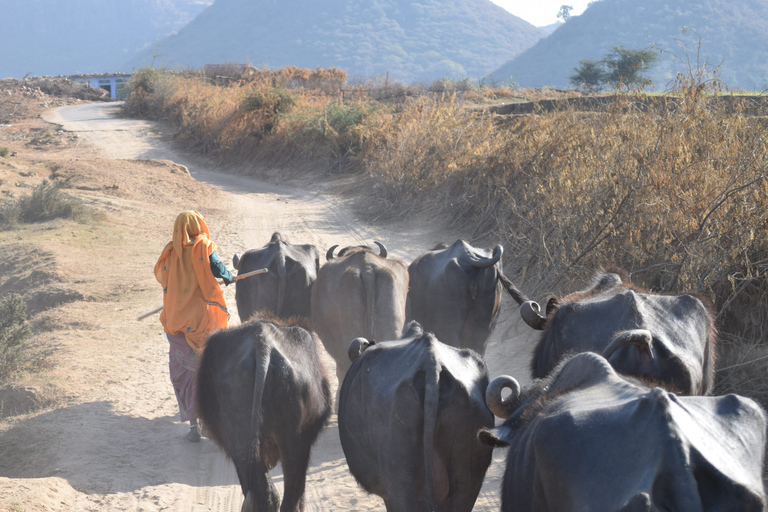 Från Delhi: 4-dagars Gyllene triangeln &amp; Ranthambore tigersafariTur med 4-stjärniga hotell