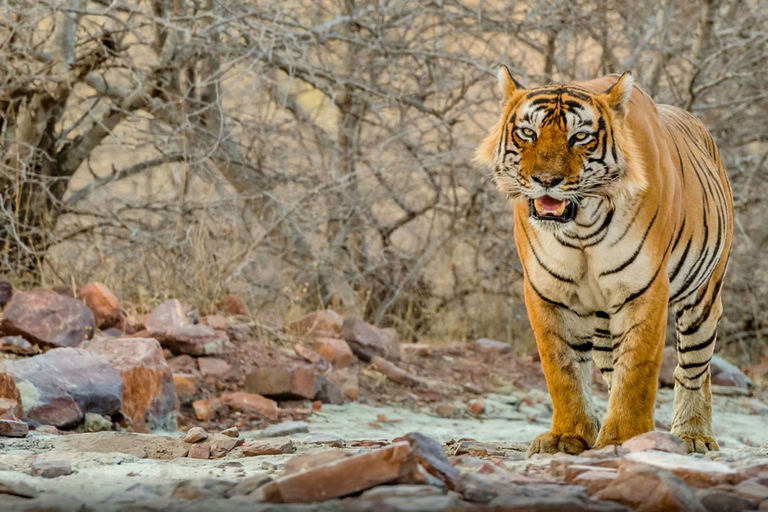 Från Delhi: 4-dagars Gyllene triangeln &amp; Ranthambore tigersafariTur med 4-stjärniga hotell