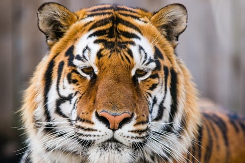 From Delhi: 4-Day Golden Triangle & Ranthambore Tiger Safari