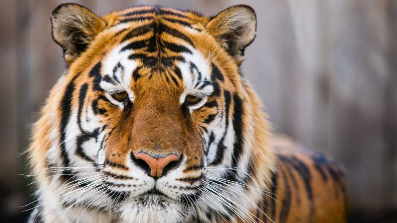 From Delhi: 4-Day Golden Triangle & Ranthambore Tiger Safari