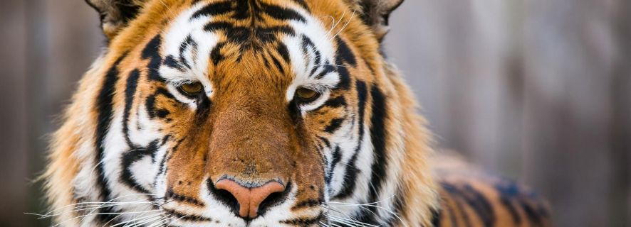 From Delhi: 4-Day Golden Triangle & Ranthambore Tiger Safari